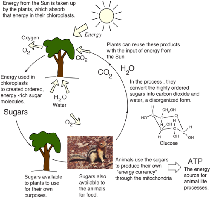 Energy cycle in life